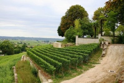 Шато Озон - виноградник цена \ Chateau Ausone \ 2010 2009 2008 2007 2006 2005 2004 2003 2002 2001 2000 1999 1998 1995